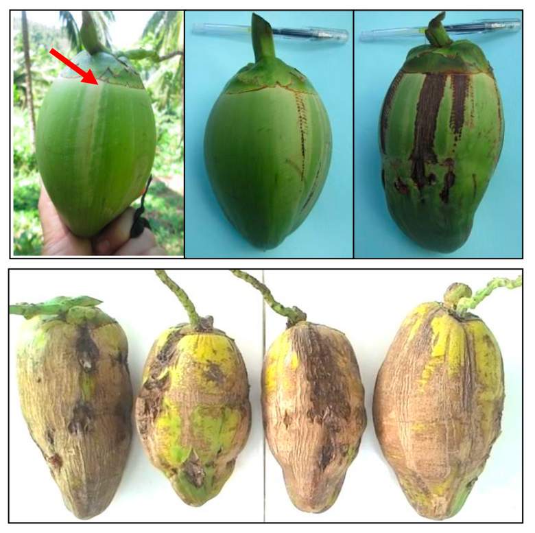 Gejala serangan Aceria pada buah kelapa