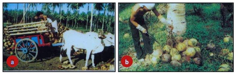 Pengumpulan dan pengangkutan buah kelapa
