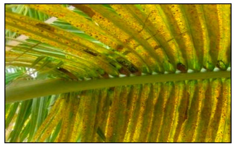Gejala serangan penyakit Bercak Kuning pada daun kelapa.