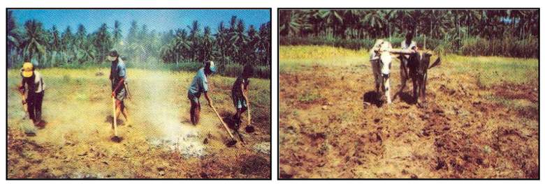 Pembersihan lahan pesemaian kelapa