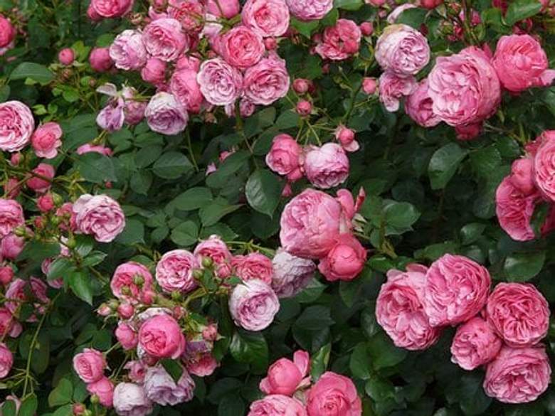 Floribunda roses : cara menanam mawar, anekaukm