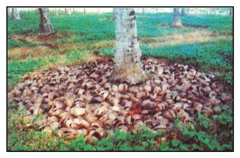 Pembersihan piringan dan penggunaan sabut kelapa sebagai mulsa