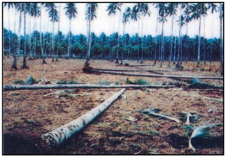 Proses penebangan kelapa pada peremajaan tebang habis