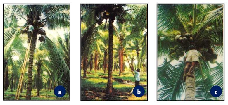 Cara panen buah kelapa