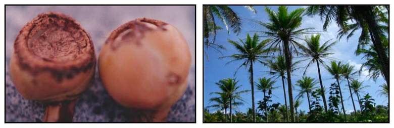 Gejala serangan Sexava spp. pada buah dan tajuk kelapa
