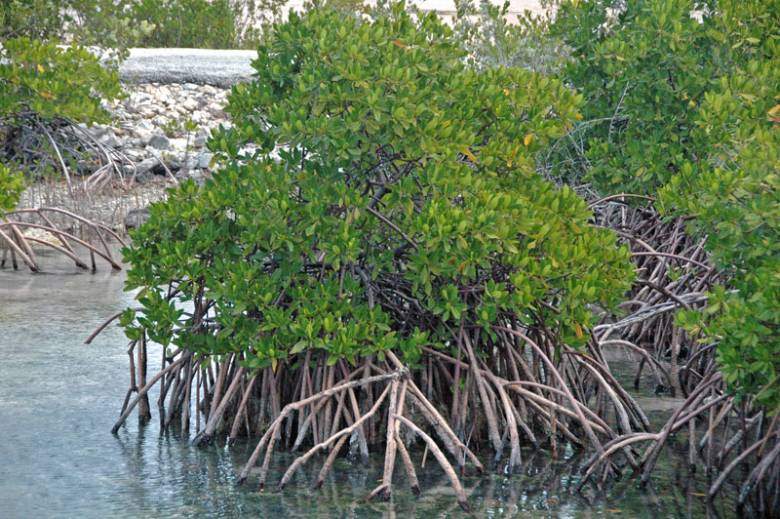 Akar Napas (penumatophore)