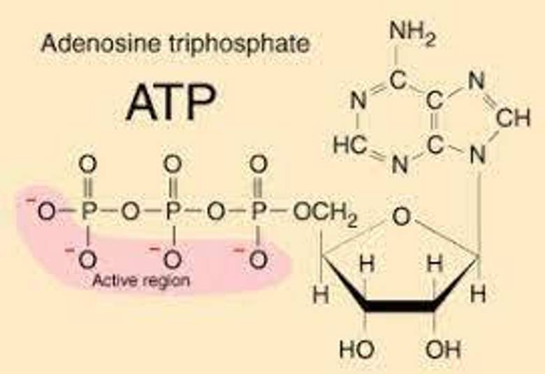 Adenosin Trifosfat (ATP) - (adenosine triphosphate)