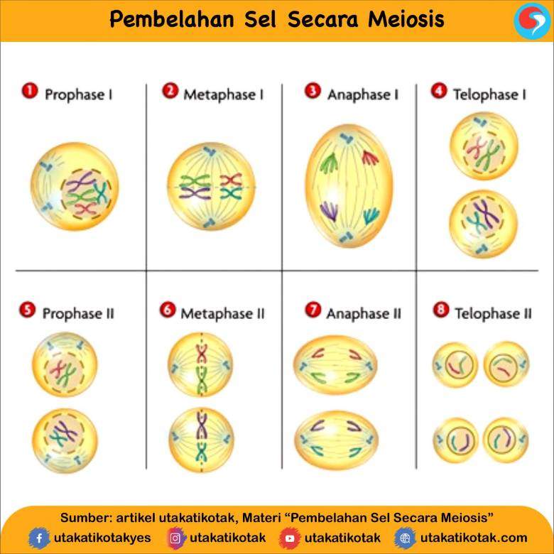 Anafase (anaphase)