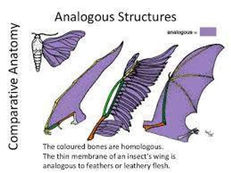 Analogi (analogy)