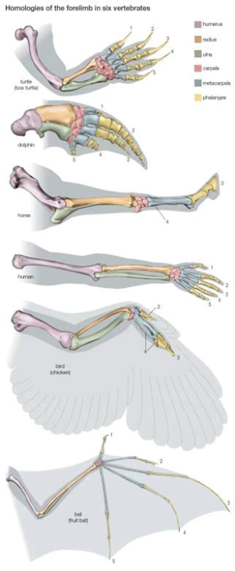 Anggota Badan (limb)