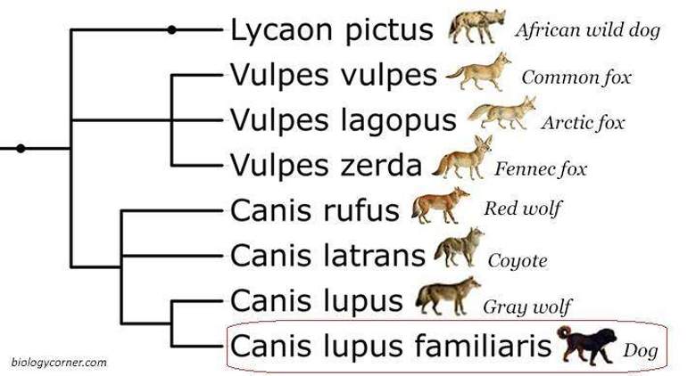 Anak Jenis (sub species)