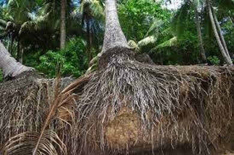 Akar Serabut (fibrous root)