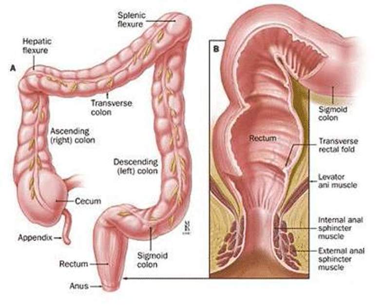 Anus (anus)