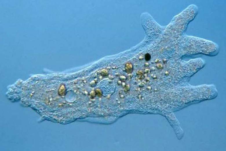 Amuba (amoeba)