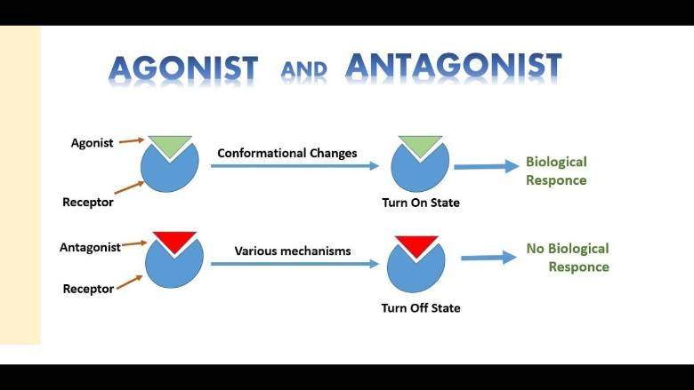 Antagonisme (antagonism)