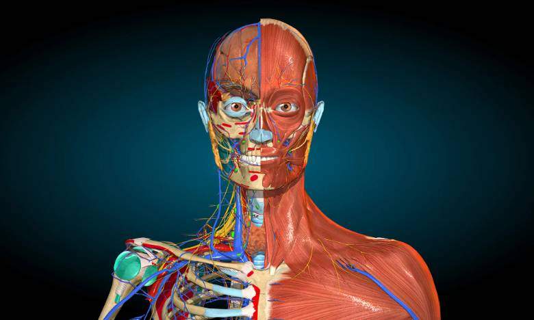 Anatomi (anatomy)