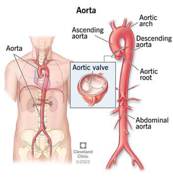 Aorta (aourta)