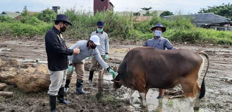 Covid-19  Pengaruhi Daya Beli Hewan Qurban