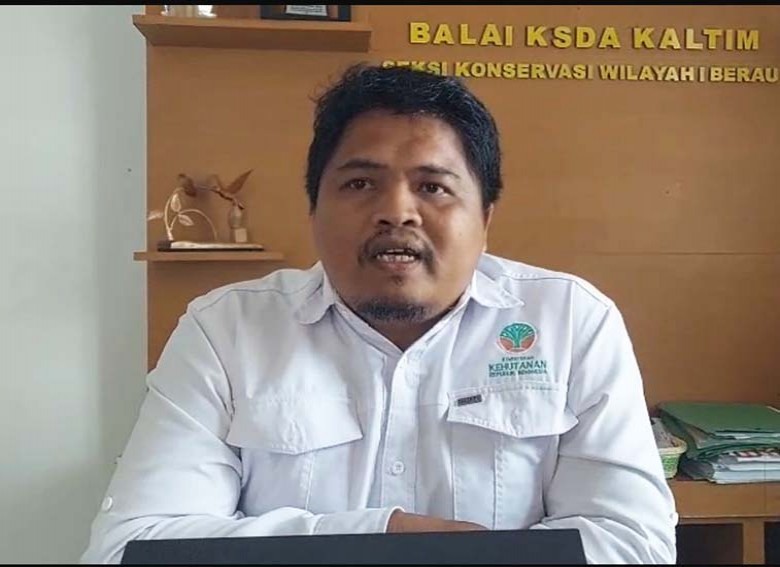 BKSDA Berau Sesalkan Aksi Warga Naiki Penyu Hijau di Pulau Derawan