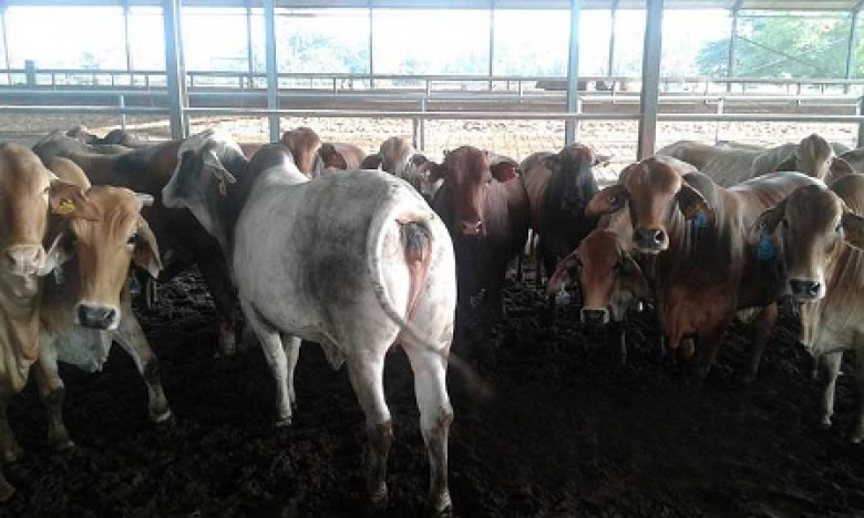 Di Paser, Sapi Bantuan Pemerintah Dijual Oknum Anggota Kelompok Tani