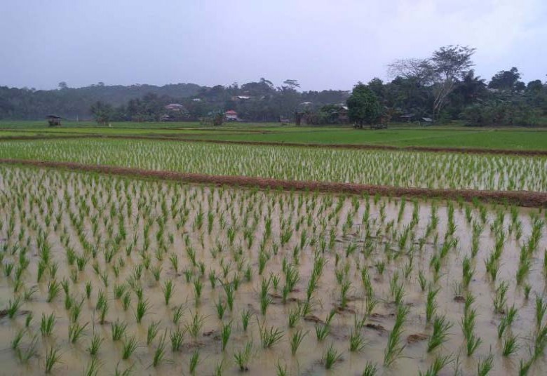 Masuk Kawasan Pertanian, Desa Bukit Pariaman Berharap Dukungan Pemasaran Hasil Pertanian