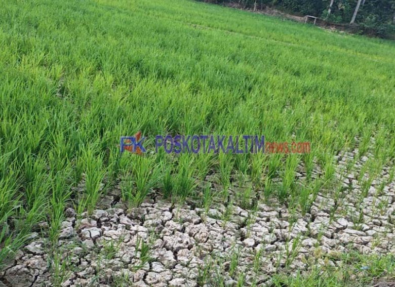 80 Persen Sawah Kukar Terdampak Kekeringan, Produksi Padi Terancam Menurun