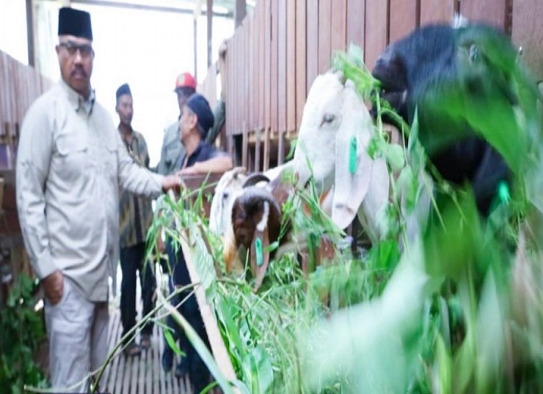 Bupati Edi Damansyah Serahkan Bantuan 157 Eko Kambing ke Empat Kelompok Peternakan di Bukit Raya