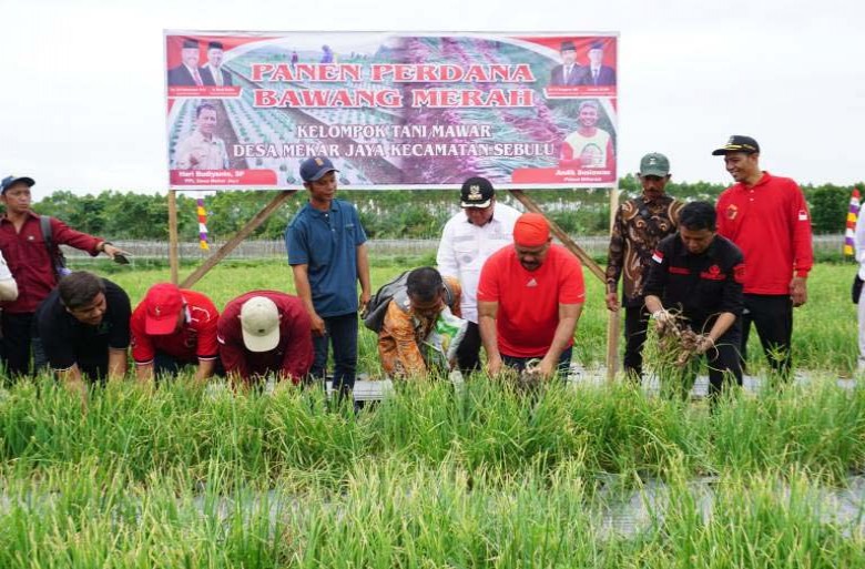 Potensi Komoditi Bawang Merah di Desa Mekar Jaya Terus Dikembangkan
