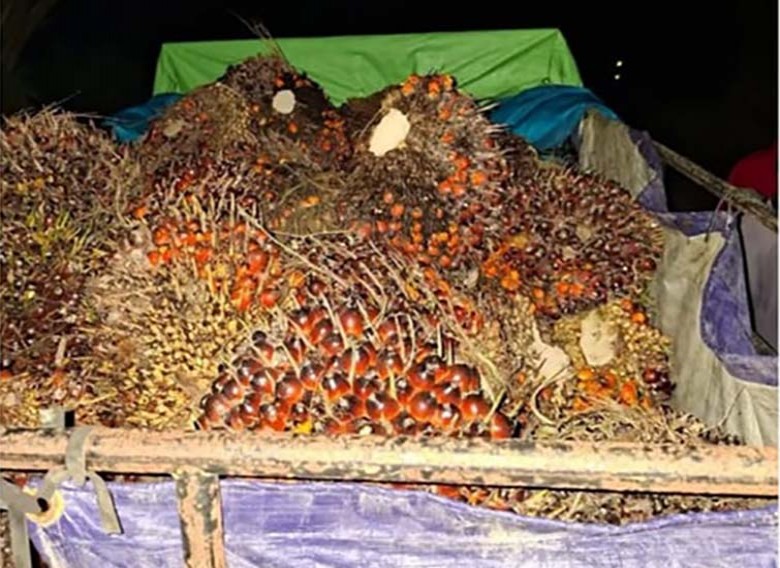 Kepergok Angkut 1,2 Ton Sawit Curian, Pria di Muara Kaman Diamankan Polisi