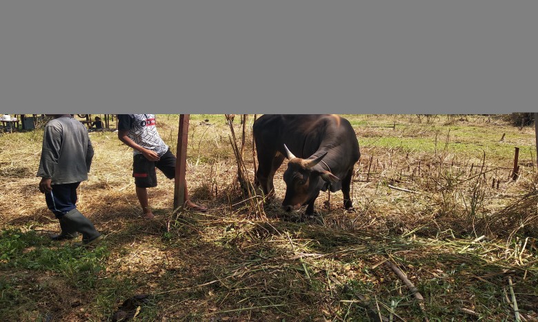 Jelang Idul Adha, Pedagang Hewan Qurban Mulai Buka Lapaknya