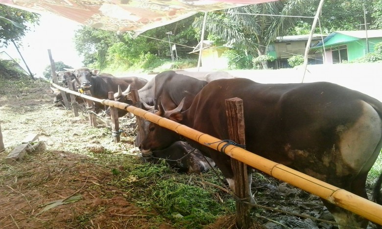 Penjual Hewan Qurban “Menjamur, Harga Per Ekor Kisaran Rp13 sampai Rp20 Juta