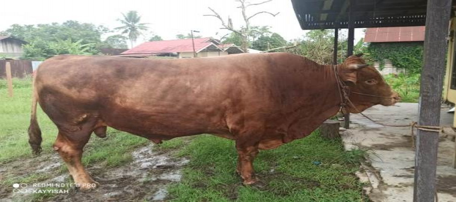 Jokowi Sumbang 1 Sapi Kurban