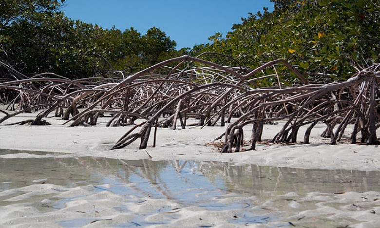 Hutan Mangrove Rusak, Timbulkan Abrasi di Pantai Desa Lebuangkalo