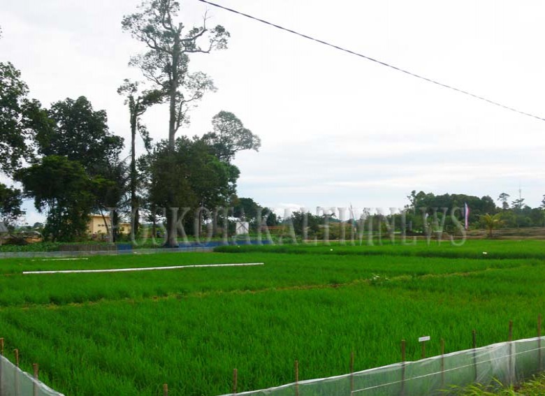 Pemkab Kukar Fokus Wujudkan Ketahanan Pangan