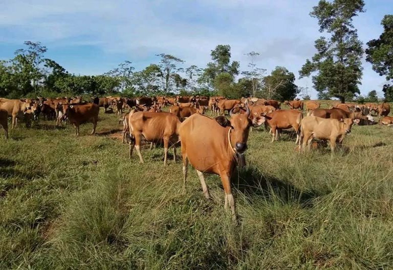 Distanak Salurkan Bantuan Bibit Sapi ke Kelompok Tani