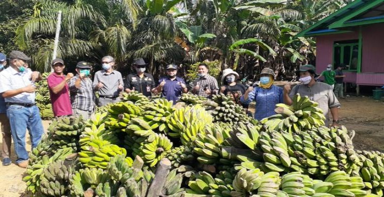 Kaliorang Kutai Timur Sentra Pisang Kepok