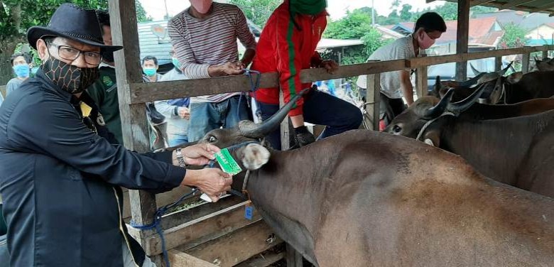 Tim DPKH Cek Hewan Qurban