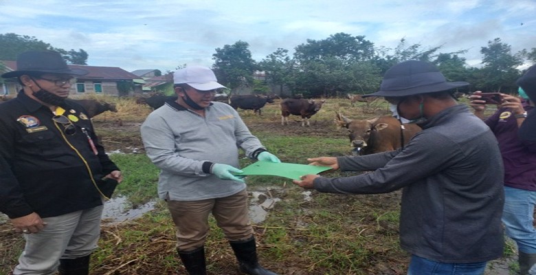 Dinas Pertanian dan Peternakan Lakukan Pemeriksaan Hewan Qurban