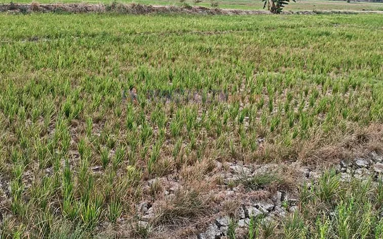 Hasil Panen Tak Terselamatkan, Petani Bukit Biru Ajukan Bantuan Pangan