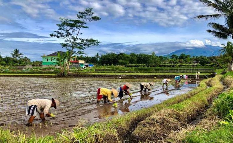 Pemkab Berau Dukung Peningkatan Kualitas Beras Lokal Produksi Kampung Buyung-buyung