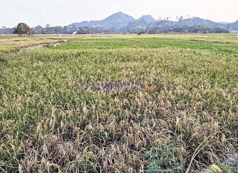 Lebih dari 100 Hektare Padi Sawah Bukit Biru Gagal Panen akibat Kekeringan