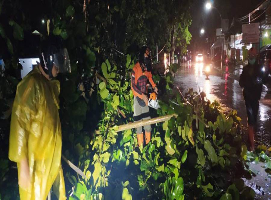 Pohon Tumbang Tutupi Sebagian Badan Jalan, Tim Praja Rescue Satpol PP Langsung Bergerak