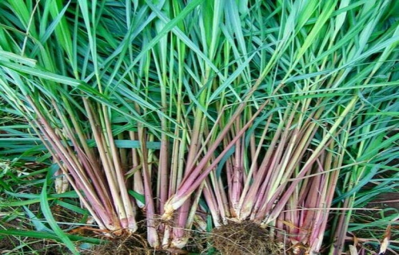 Dinas Perkebunan Kaltim Akan Kembangkan Tanaman Pala dan Serai Wangi