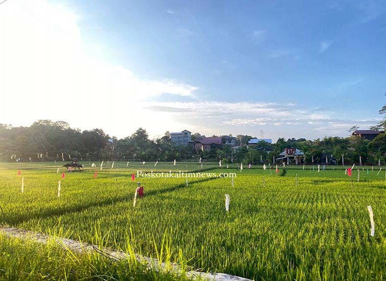 Pemdes Mulawarman Giatkan Pertanian Milenial, Untuk Keberlanjutan Perlindungan Lahan Pertanian Produktif