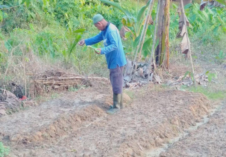 Pertamina Uji Coba Penanaman Sayuran Organik