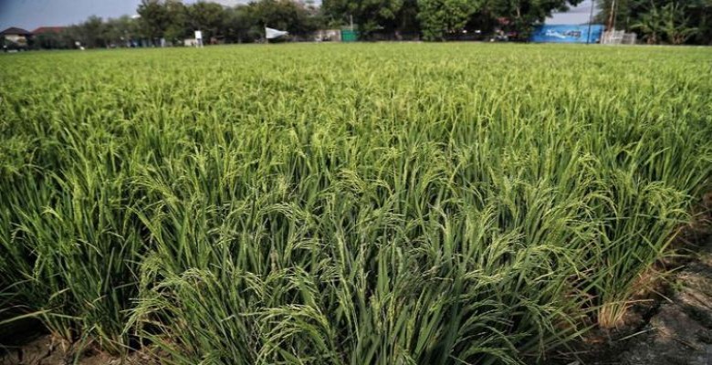 Dinas PTPH Komit Tingkatkan Produksi Padi Dadang: MingguI Ini Panen di Desa Sebuntal