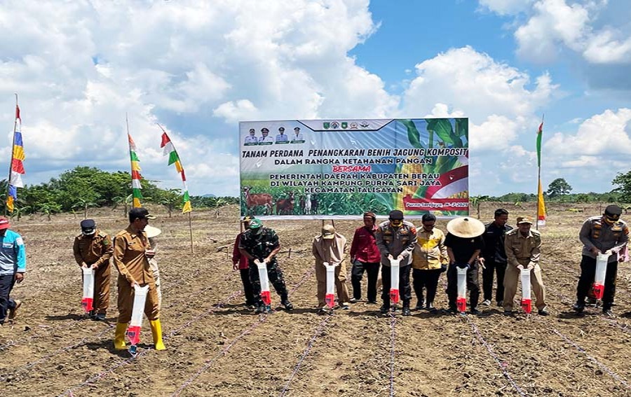 Bupati Berau Dorong Pengembangan Jagung Komposit untuk Ketahanan Pangan