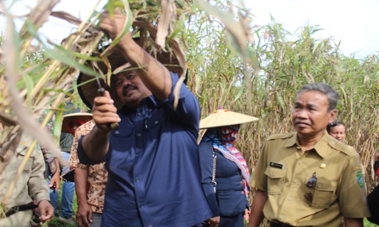 Tanaman Jelai jadi Makanan Alternatif Penganti Beras