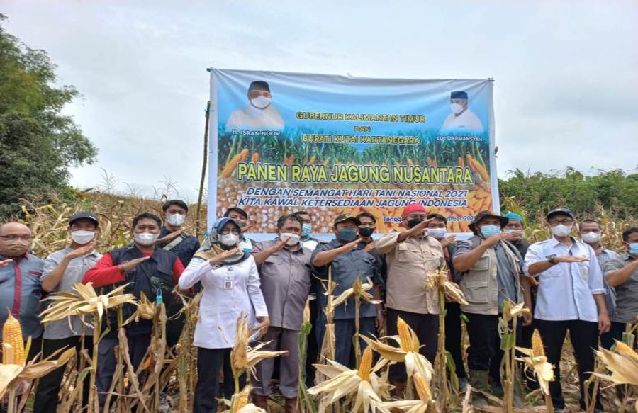 Panen Raya Bersama Gubernur, Bupati Kukar Edi Damansyah Minta Pertanian Jagung Terus Berkelanjutan