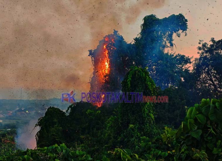Api Berkobar di Kawasan Hutan Tenggarong Seberang, Petugas Terkendala Air dan Akses